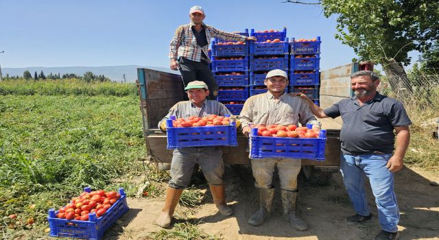 Aydın'da domates hasadı başladı