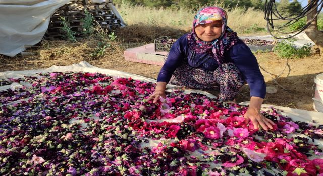 Deve gülü ekmek kapısı oldu