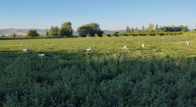 Yonca hasadına eşlik eten tilki ve leylekler nasiplerini topladı