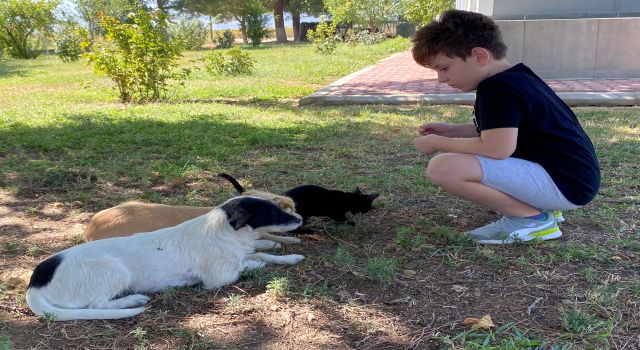 Kedi ve köpeğin örnek dostluğu