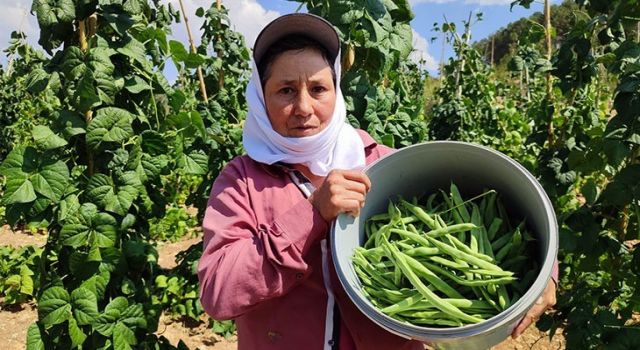 Meşhur fasulyenin hasadı devam ediyor