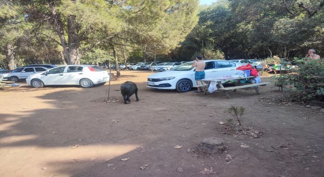 Milli parkta tatilciler domuzları elleriyle besliyor