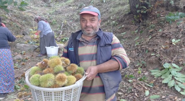 Kestane telaşı başladı