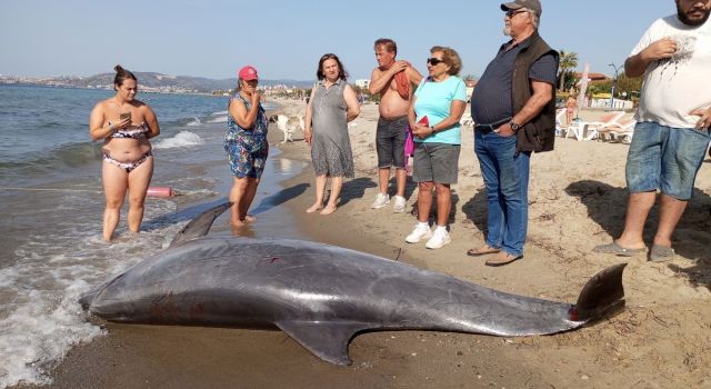 Kuşadası Körfezi'nde su yüzeyinde 'Afalina' türü yunus bulundu