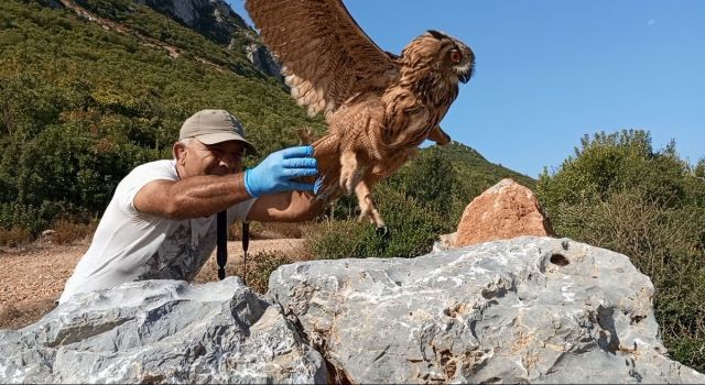 Tedavisi tamamlanan baykuş özgürlüğe kanat çırptı