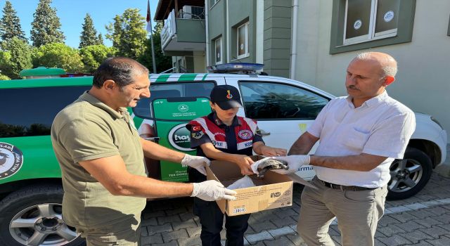 Yaralı su kaplumbağasına jandarma şefkati