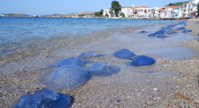 Foça plajlarında denizanası istilası: Yüzlercesi kıyıya vurdu