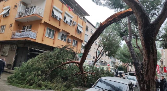 Seyir halindeki otomobilin üzerine kopan ağaç dalı düştü