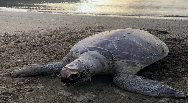 Caretta sahile vurdu