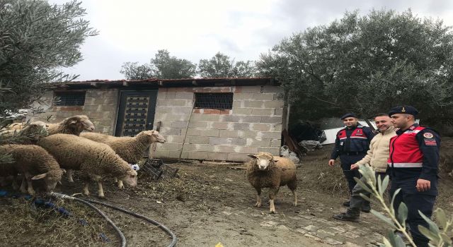 Jandarma kaybolan koyunları, kısa sürede buldu