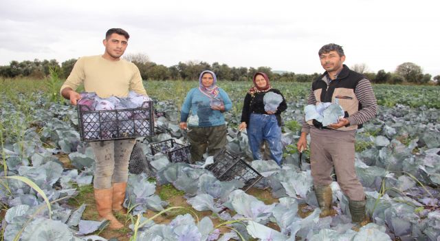 Virüs savar kara lahananın hasadı başladı