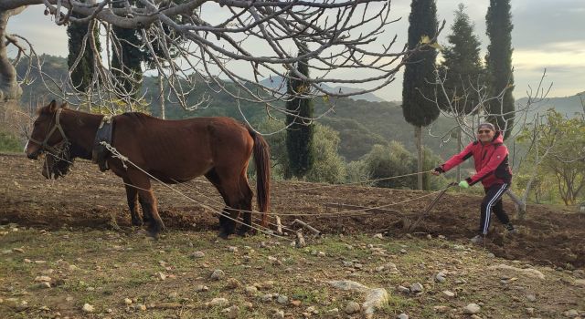 Zorlu araziler at ve katırlarla hazırlanıyor