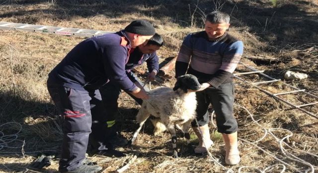 Su kuyusuna düşen koyun kurtarıldı