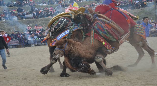 Nazilli’de deve güreşi festivali iptal 