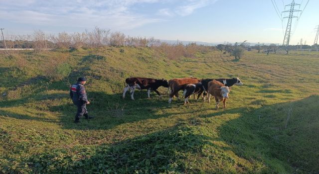 Otlarken kaybolan büyükbaş hayvanları jandarma buldu