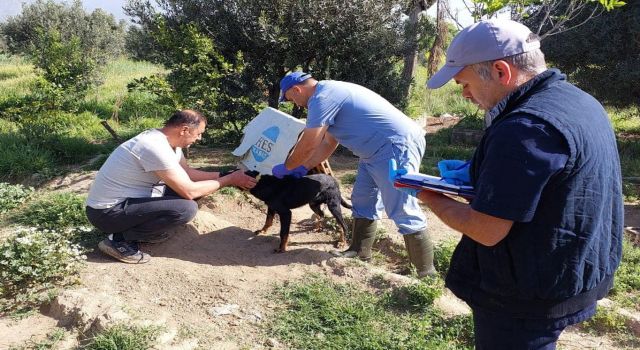 Kuyucak'ta can dostlara kuduz aşısı yapıldı