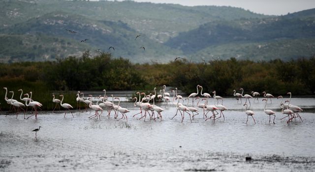 Flamingolar görsel şölen yaşattılar