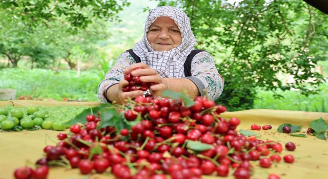 Kirazda erkenci hasat başladı