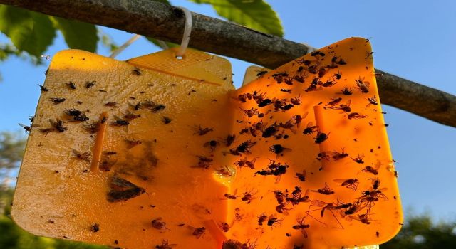 Nazillili üreticilere 'kestane gal arısı' uyarısı