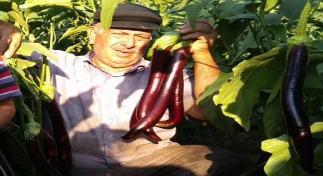 Zeytin ağacından düşen çiftçi aylar süren yaşam mücadelesini kaybetti