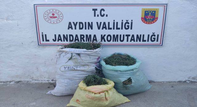 70 kilogram deniz börülcesi ele geçirildi