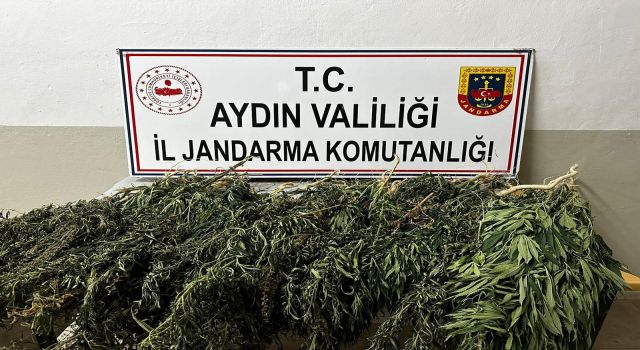 85 kök kenevir ele geçirildi