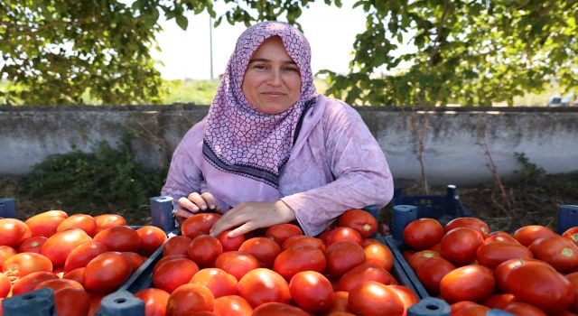 Aydın'da domates hasadı sürüyor