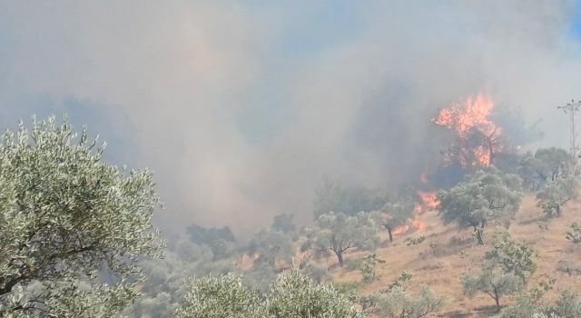 Aydın'daki yangın kontrol altına alındı