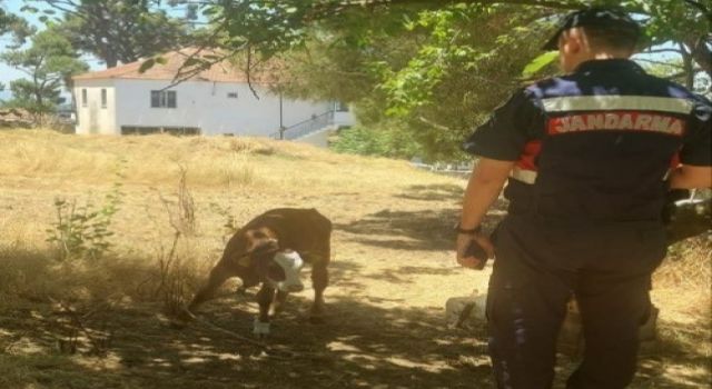 Çalınan hayvanlar jandarma tarafından kısa sürede bulundu