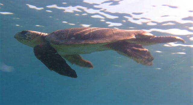 Kuşadası’nda caretta yuvaları çoğalıyor