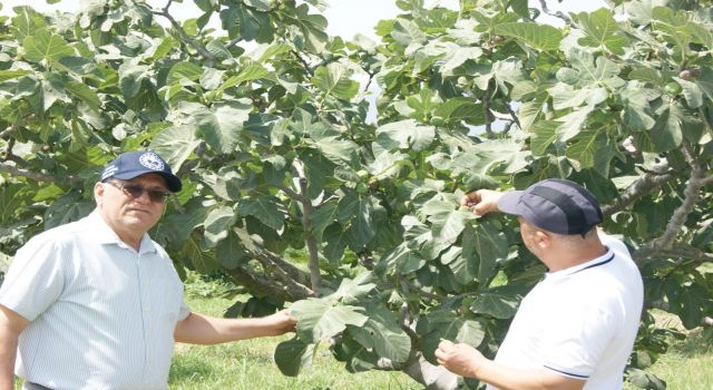 Kuyucak'ta incir bahçelerinde hastalık ve zararlı kontrolü yapıldı