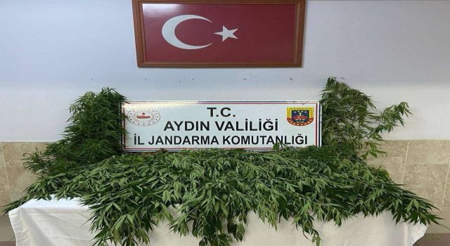 Nazilli’de evin bahçesinde 100 kök kenevir ele geçirildi