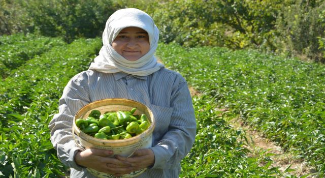 Bozdoğan'da turşuluk kardolua biber çeşidinin ilk hasadı yapıldı