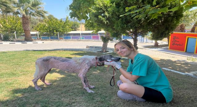 Kuşadası'nda orman yangınından kurtarılan köpek sağlığına kavuştu