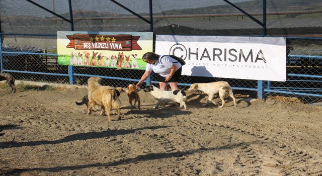 Kuşadası'nda sokak köpekleri için özel barınak