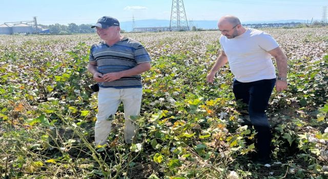 Başkan Zencirci pamuk hasadı yapan üreticilerle buluştu