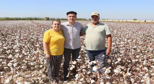 Koçarlı'da pamuk hasadı başladı