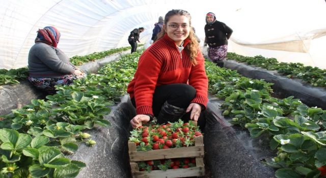 Son yıllarda altın yıllarını yaşayan çilek üreticisi tarlaya erken indi