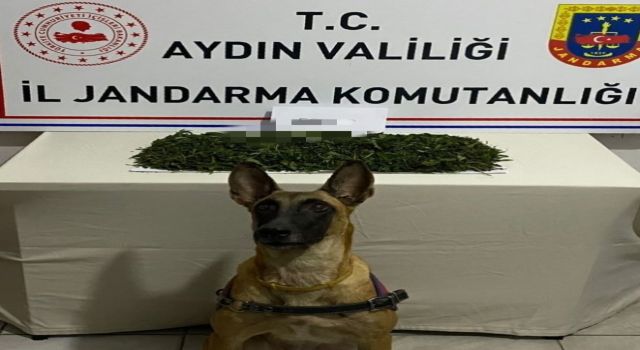 Aydın jandarmasından uyuşturucu operasyonu: 1 gözaltı