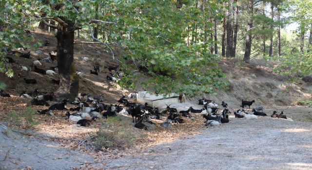 Dağlardaki kurtlar, keçi çobanlarının en büyük kabusu oldu