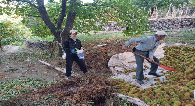 Köşk'te kestane hasadı devam ediyor