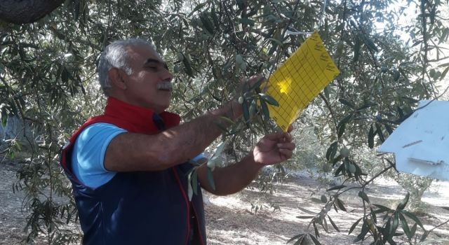 Söke'de zeytin sineği tuzağı kontrolleri sürüyor