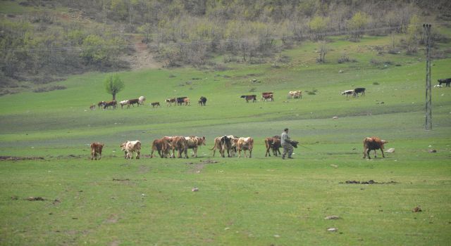 Aydın'da üreticilere hibe yem bitkisi tohumu dağıtılacak