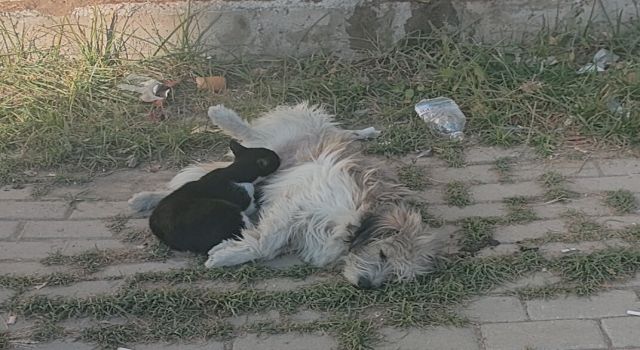 Nazilli'de sokak köpeği kediye annelik yapıyor