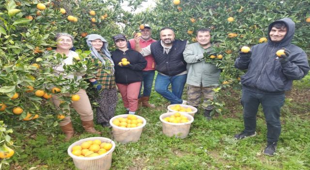 Aydın'da portakal üreticisi bu yıl umduğunu bulamadı