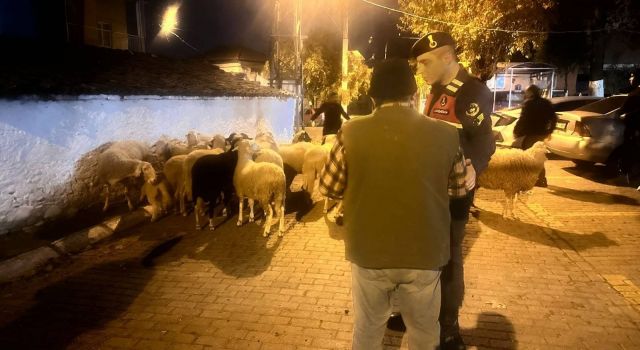 Kayıp koyunları jandarma dere yatağında buldu