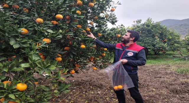 Koçarlı'da narenciye bahçeleri kontrol altında