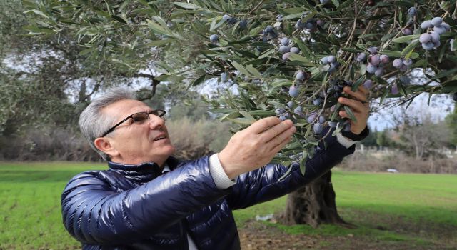 Nazilli Belediyesi’nden zeytin hasadı