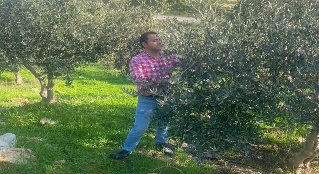 Zeytin bahçelerinde zararlı kontrolü yapıldı