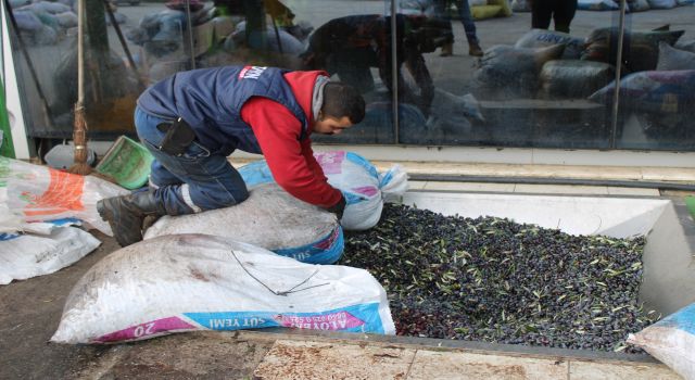 Zeytinin yağa dönüşüm yolculuğu başladı